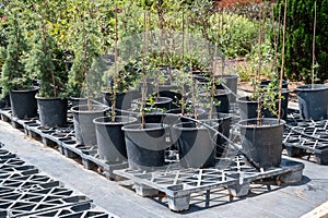 Potted plants in Park Ramat Hanadiv, Memorial Gardens of Baron Edmond de Rothschild, Zichron Yaakov, Israel