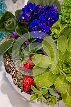 Potted plants with strawberry composition