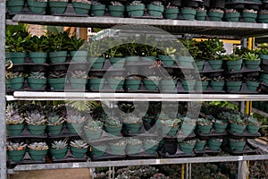 Potted plants in trays for sale on shelves of greenhouse