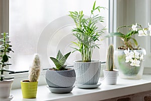 Potted plants on window. Houseplants in pots on windowsill. Home decor concept photo