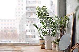 Potted plants on window sill photo