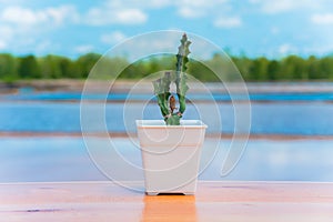 Potted plants on wooden floors