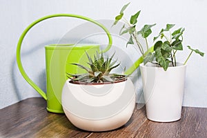 Potted plants on a wooden surface