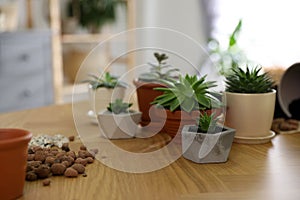 Potted plants on wooden table at home. Engaging hobby