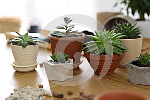 Potted plants on wooden table at home. Engaging hobby