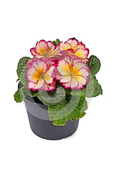 Potted `Primula Acaulis Scentsation` primrose flowers on white background