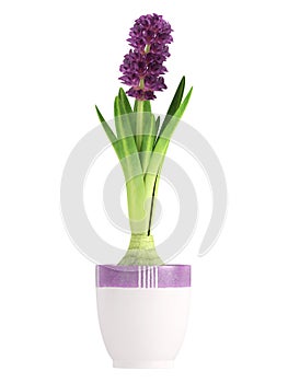 Potted purple hyacinth
