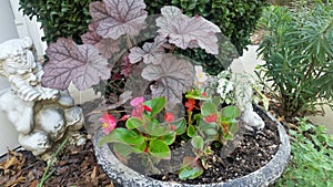 Potted red begonias and purple astilbe beside white plaster Pan with flute and other greens in spring garden bed