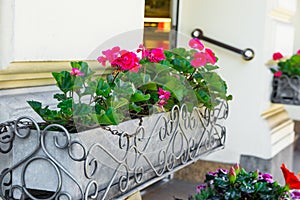 Potted red geranium flowers at restaurant entrance of european city, cityscape, architectural details, summertime