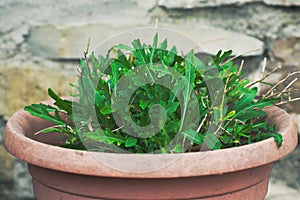 Potted rocket plant and leaves