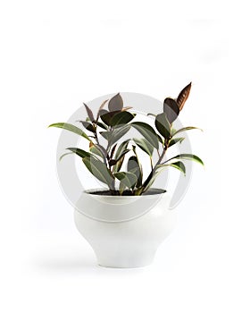 Potted Rubber plant Ficus elastica Melany