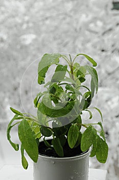 Potted sage on the balcony in late snow