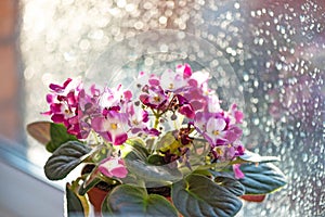 Potted Saintpaulia violet flower on bokeh blurred background wet window. African senpolia houseplant