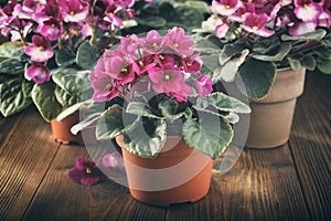 Potted Saintpaulia violet flowers. Planting potted flowers in rays of sunlight.