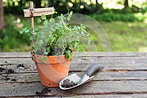 Potted salad burnet Sanguisorba minor with a wooden plant mark photo