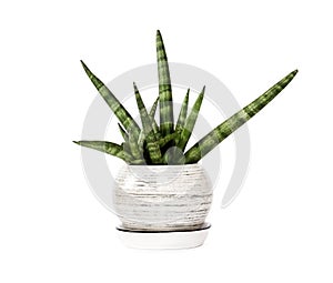 Potted Sansevieria cylindrica var. patula Boncel isolated on white background