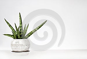 Potted Sansevieria cylindrica var. patula Boncel on a white wall background