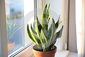 Potted Sansevieria plant near window