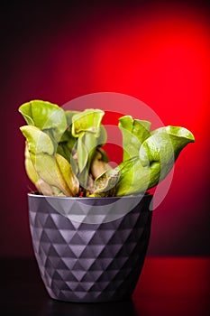 Potted Sarracenia purpurea