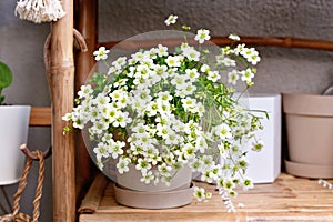 Potted 'Saxifraga x Arendsii White Pixie' plant with white flowers
