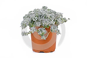 Potted `Sedum spathulifolium Cape Blanco` stonecrop plant