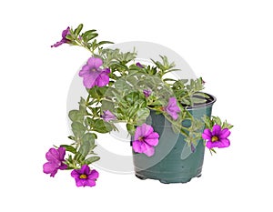 Potted seedling of a Calibrachoa isolated against white