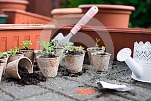 Potted seedlings growing in biodegradable peat moss pots from above.