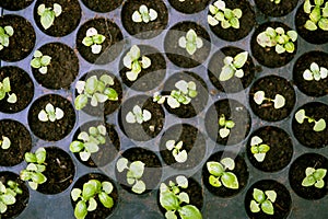 Potted seedlings growing in biodegradable peat moss.