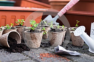 Potted seedlings growing in biodegradable peat moss pots from above.