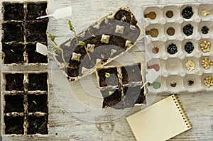 Potted seedlings growing in biodegradable peat moss pots on wood