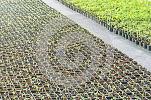 Potted seedlings growing in a plant nursery