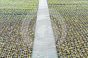 Potted seedlings growing in a plant nursery