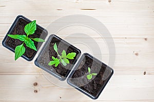 Potted seedlings