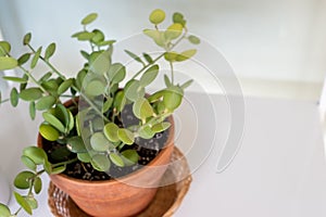 Potted silver dollar vine in terracotta planter