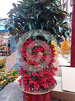 Potted small red fuits means rich for Chinese Lunar New Year decoration