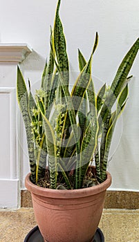 Potted Snake plant flowering from Lekki Lagos Nigeria. photo