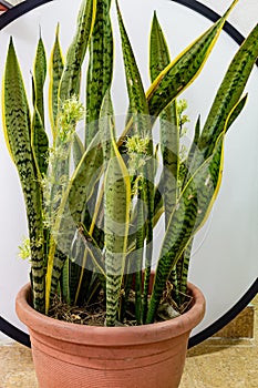 Potted Snake plant, Sansevieria flowering from Lekki Lagos Nigeria.