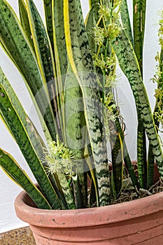 Potted Snake plant, Sansevieria flowering from Lekki Lagos Nigeria.