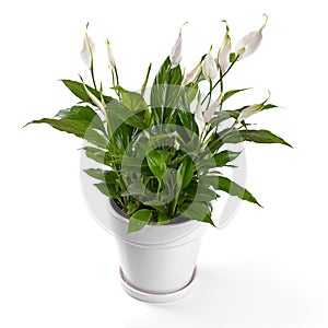 potted spathiphyllum flower isolated on white