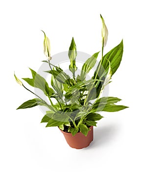 Potted Spathiphyllum Spath or peace lily isolated on white background with clipping path