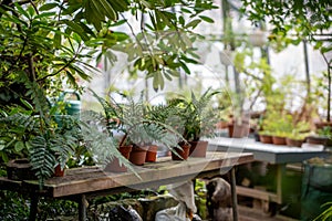 Potted sprouts of ferns stand on table after replanting by gardener in botanical orangery greenhouse