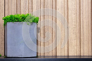 potted stabilized moss on wooden background