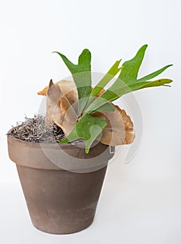 Potted Staghorn Fern with Brown Sterile Shield