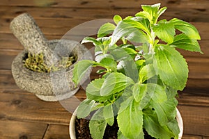 Potted stevia plant photo