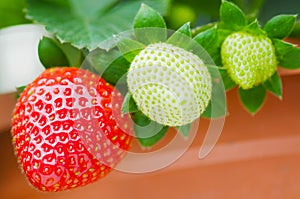 Potted strawberry, fruit