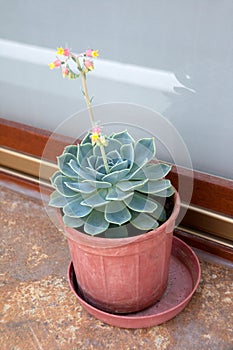 Potted Succulent with Flower