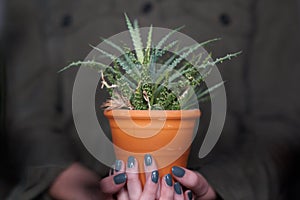 Potted succulent plant