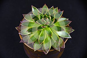 Potted succulent plant isolated on black