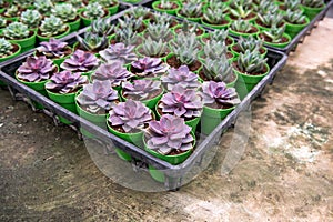 Potted Succulent Plants on trays in a greenhouse.