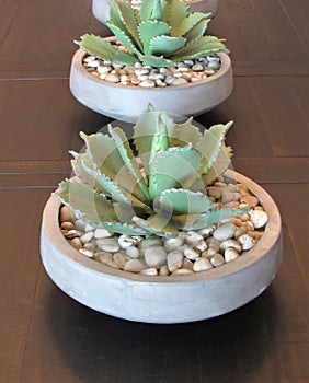 Potted succulents on a dining table
